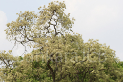 Chloroxylon swietenia